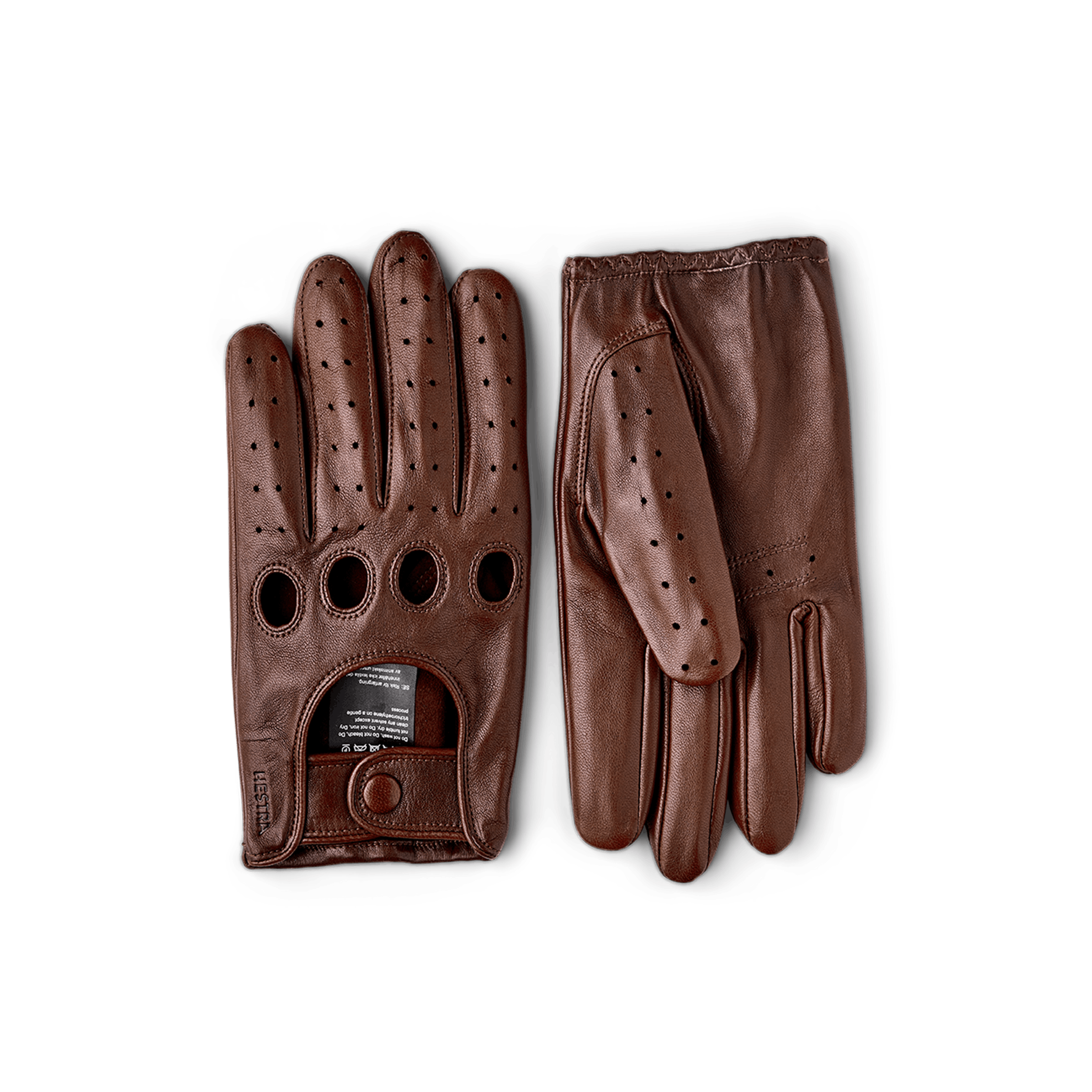 Morgan in the color Chestnut (1 of 5)